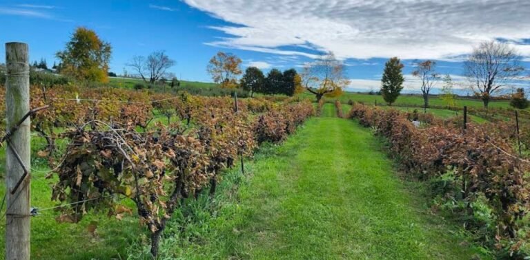 Screenshot 2026 01 28 171257 768x378