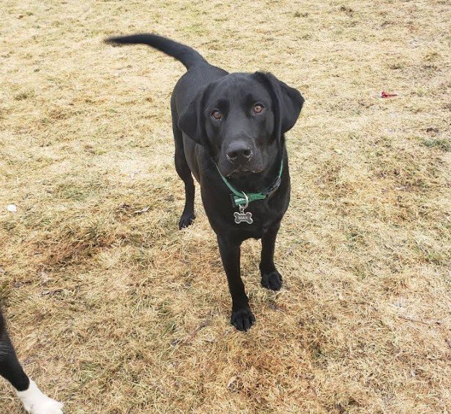 Cedar Valley Pet Resort Featured image