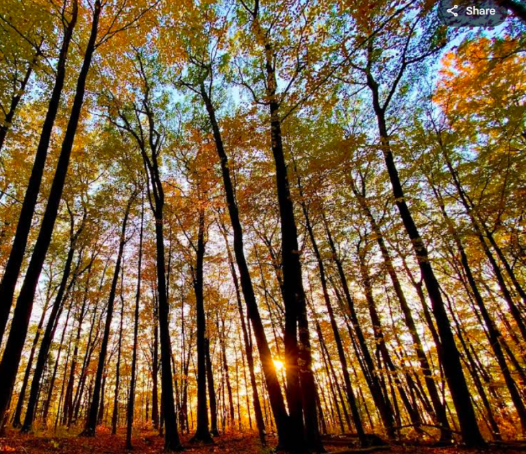 Screenshot 2026 01 28 212807 768x663