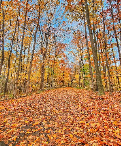 Heber Down Conservation Area Featured image