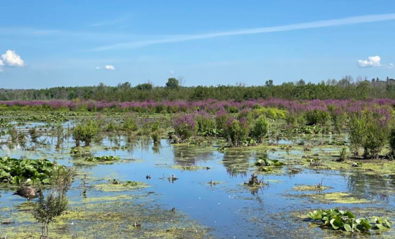 Screenshot 2026 01 28 222445 768x465