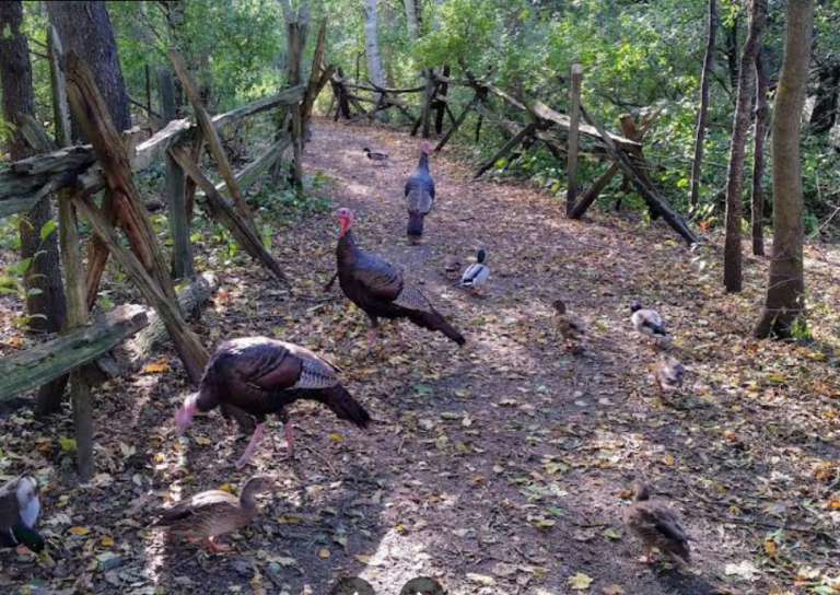 Screenshot 2026 01 28 222501 768x544