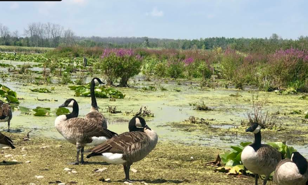 Screenshot 2026 01 28 222514 1024x616