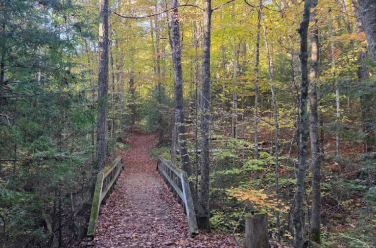 Screenshot 2026 01 28 223024 768x506