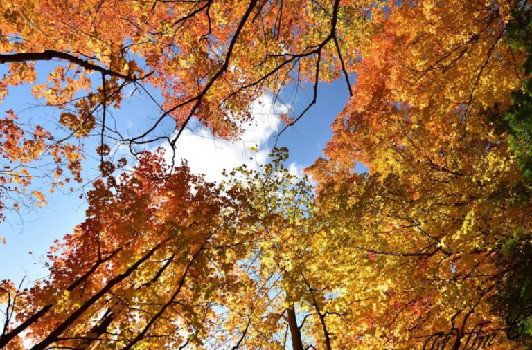 Screenshot 2026 01 28 223053 768x506