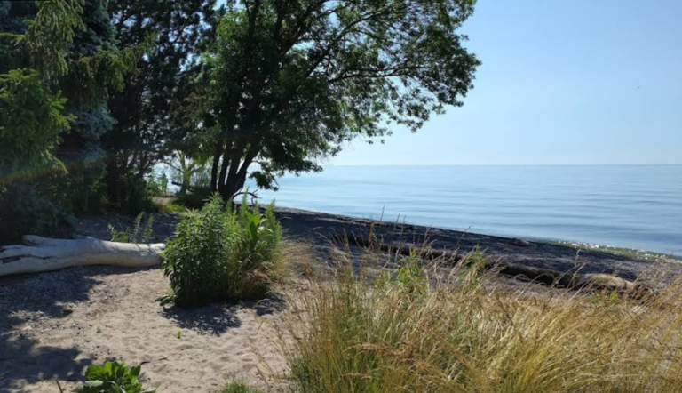 Screenshot 2026 01 28 231028 768x442