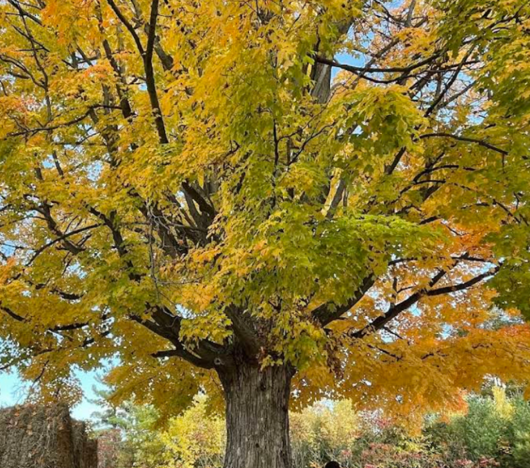 Screenshot 2026 01 29 000909 768x678