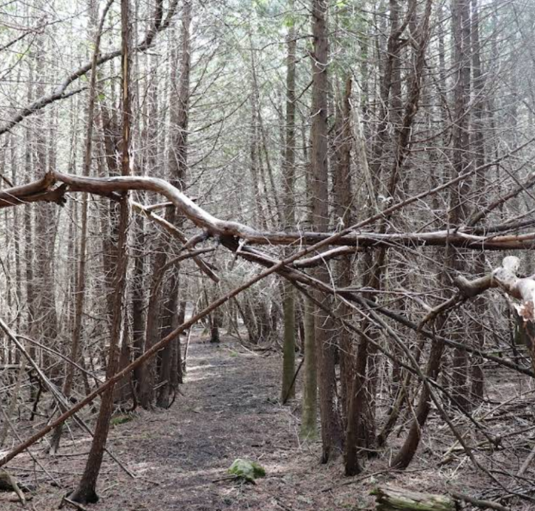 Screenshot 2026 01 29 002555 768x734