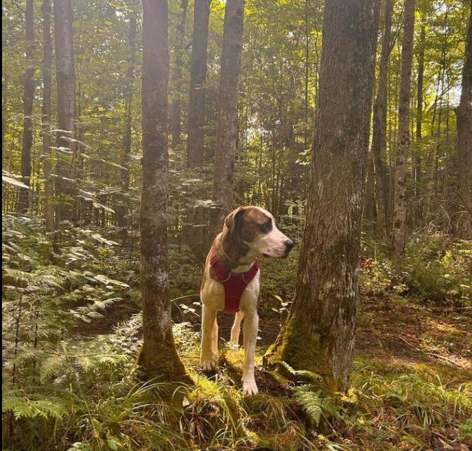 Beaverton Dog Trails Featured image