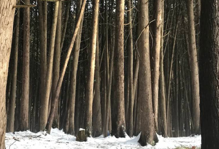 Screenshot 2026 01 30 000306 768x521