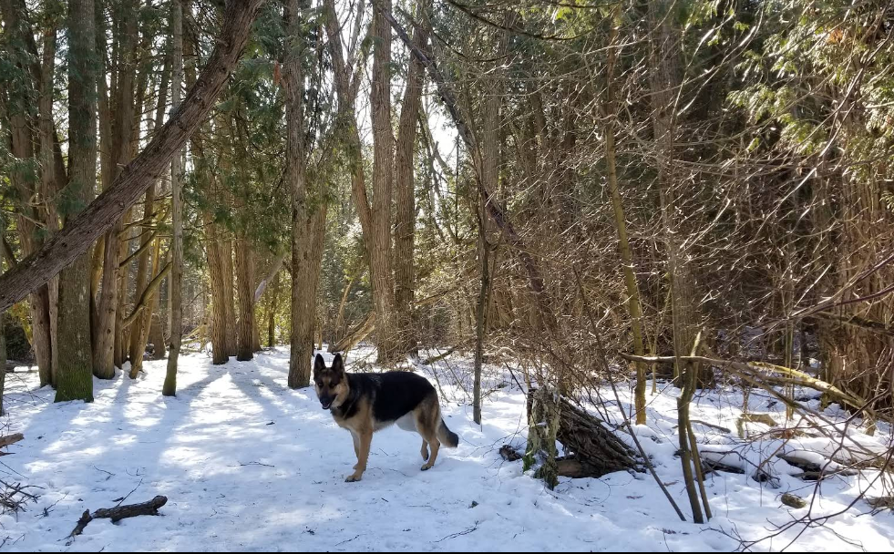 Harmony Valley Park and Off-Leash Dog Park Featured image