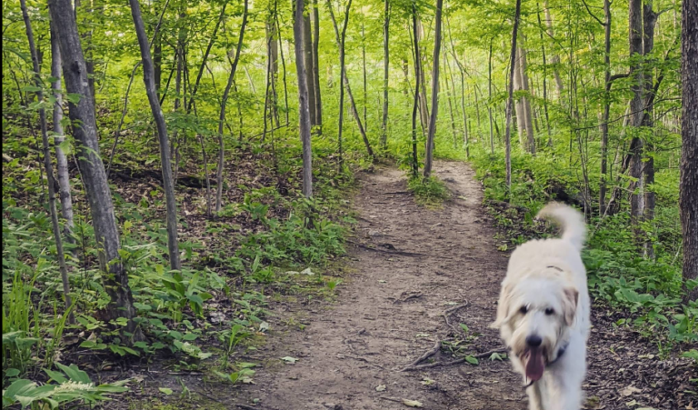 Screenshot 2026 01 30 010121 768x451