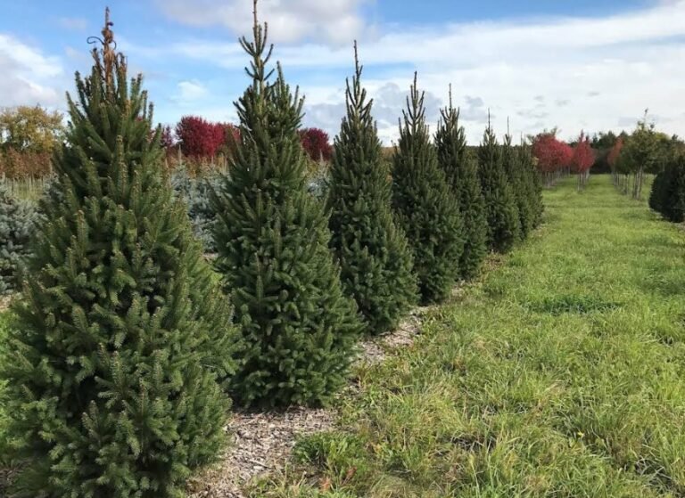 Screenshot 2026 01 30 011122 768x559