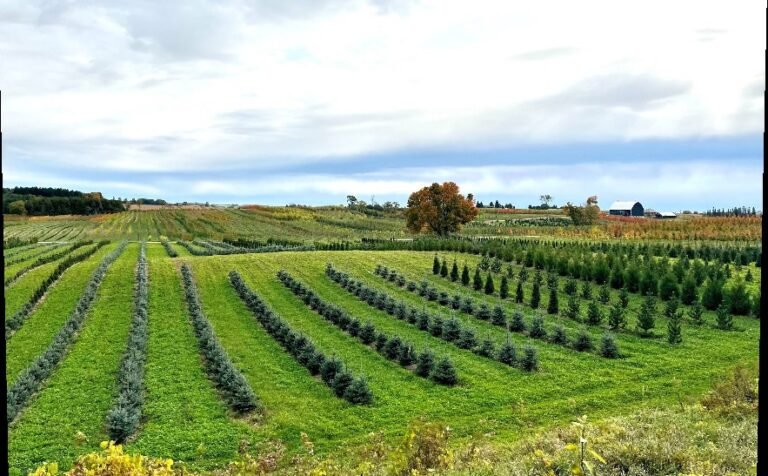 Screenshot 2026 01 30 011154 768x476