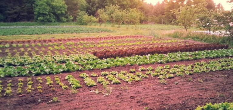 Screenshot 2026 01 31 211904 768x364