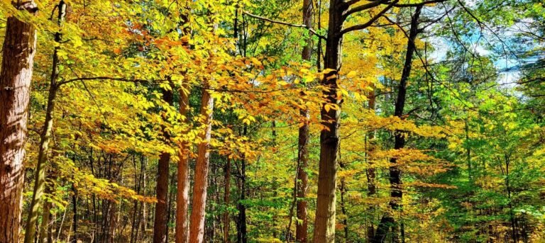 Screenshot 2026 02 01 213521 768x343