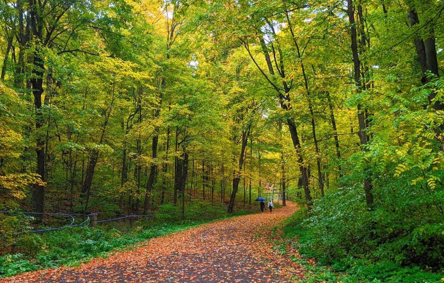 Purple Woods Conservation Area Featured image