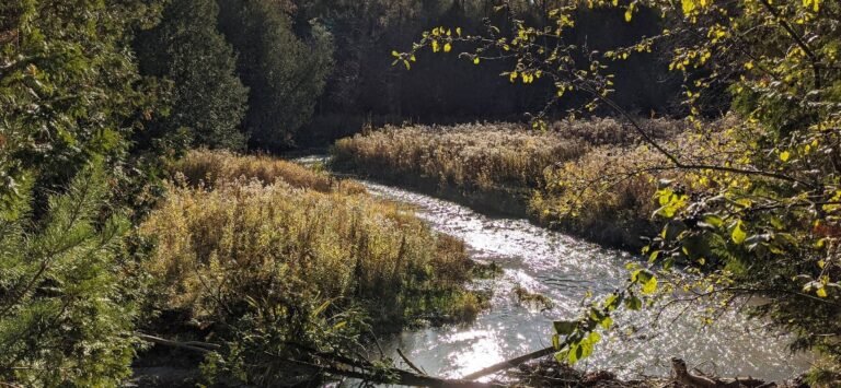 Screenshot 2026 02 01 220707 768x355