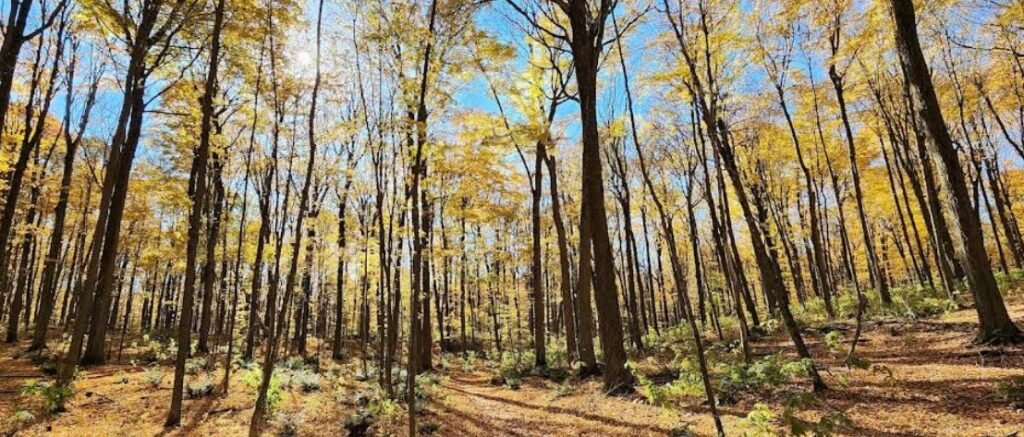 Screenshot 2026 02 01 231744 1024x437