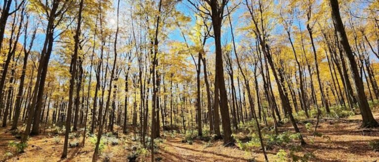 Screenshot 2026 02 01 231744 768x328