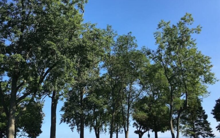 Screenshot 2026 02 07 200630 768x481