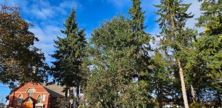 Screenshot 2026 02 08 001108 768x374