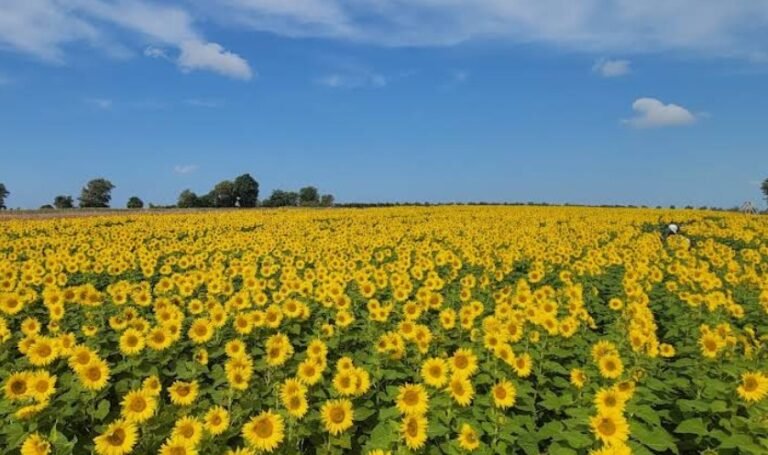 Screenshot 2026 02 08 232745 768x455