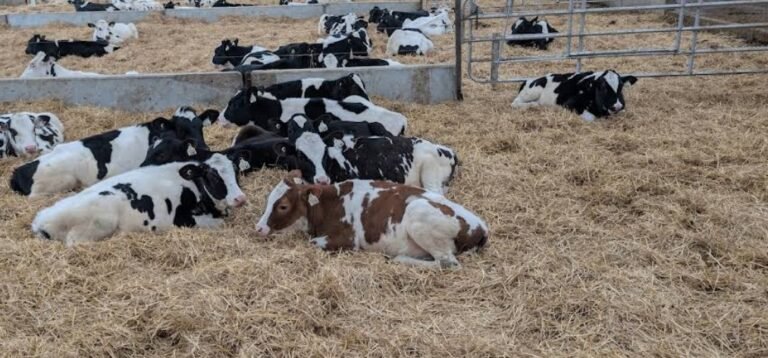 Screenshot 2026 02 08 233920 768x358