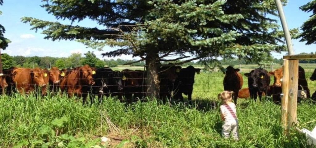 Screenshot 2026 02 08 234723 1024x479