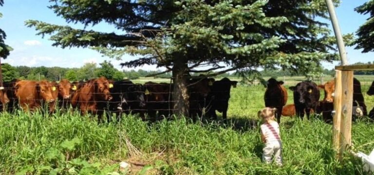 Screenshot 2026 02 08 234723 768x359