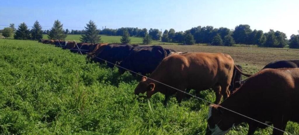 Screenshot 2026 02 08 234811 1024x465