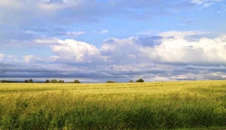 Screenshot 2026 02 08 234849 768x442