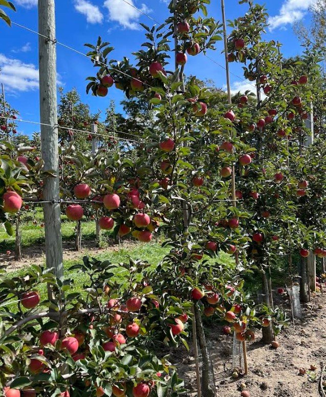 Screenshot 2026 02 09 002433