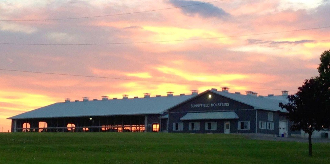 Sunnyfield Holsteins-Master Breeder Herd Featured image