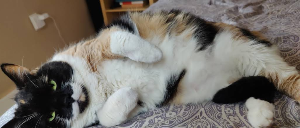 Screenshot 2026 02 15 014029 1024x439