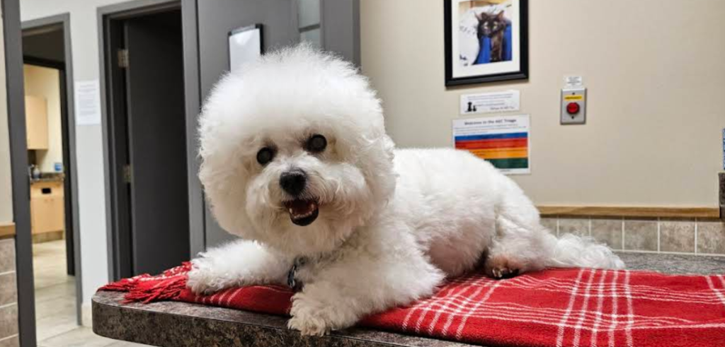 Screenshot 2026 02 15 014057 1024x491