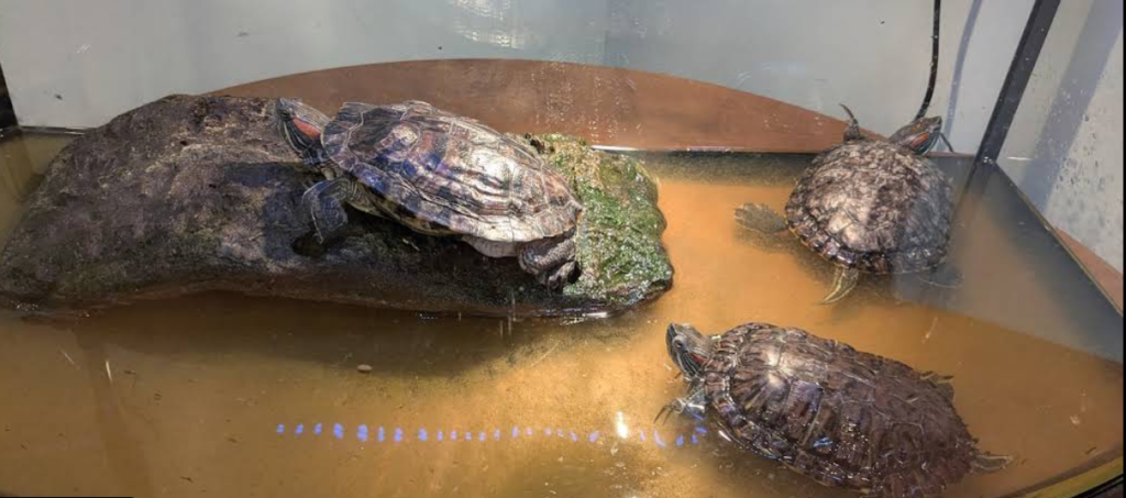 Screenshot 2026 02 18 004615 1024x453