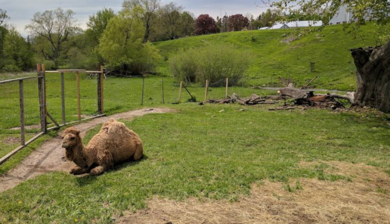 Screenshot 2026 02 18 222243 768x442