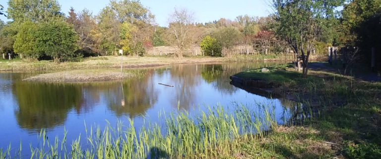 Screenshot 2026 02 20 001733 768x321